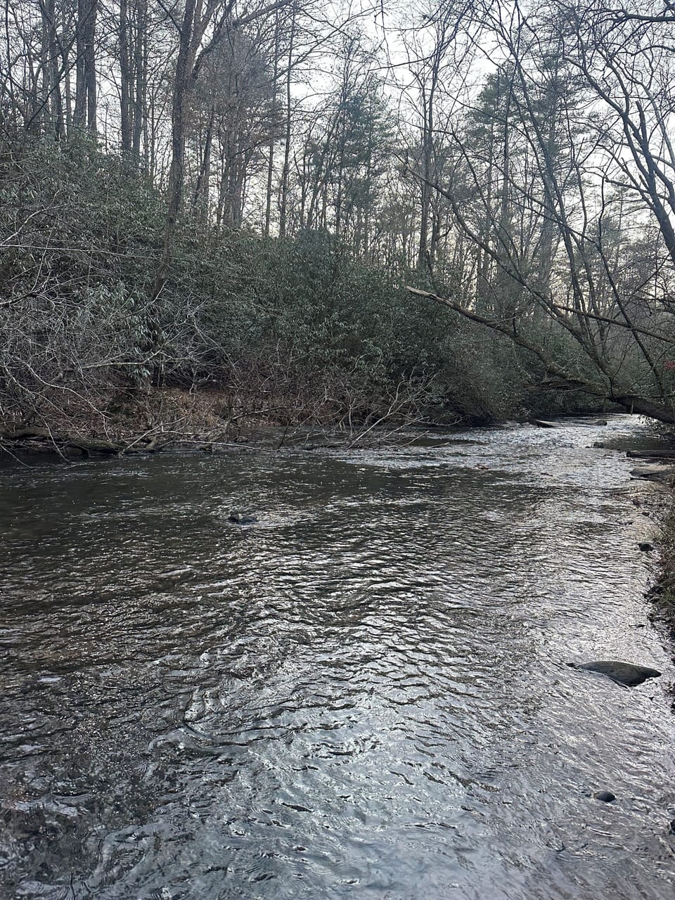 Water near the road leading up to the cabin, walks here are wonderful.
