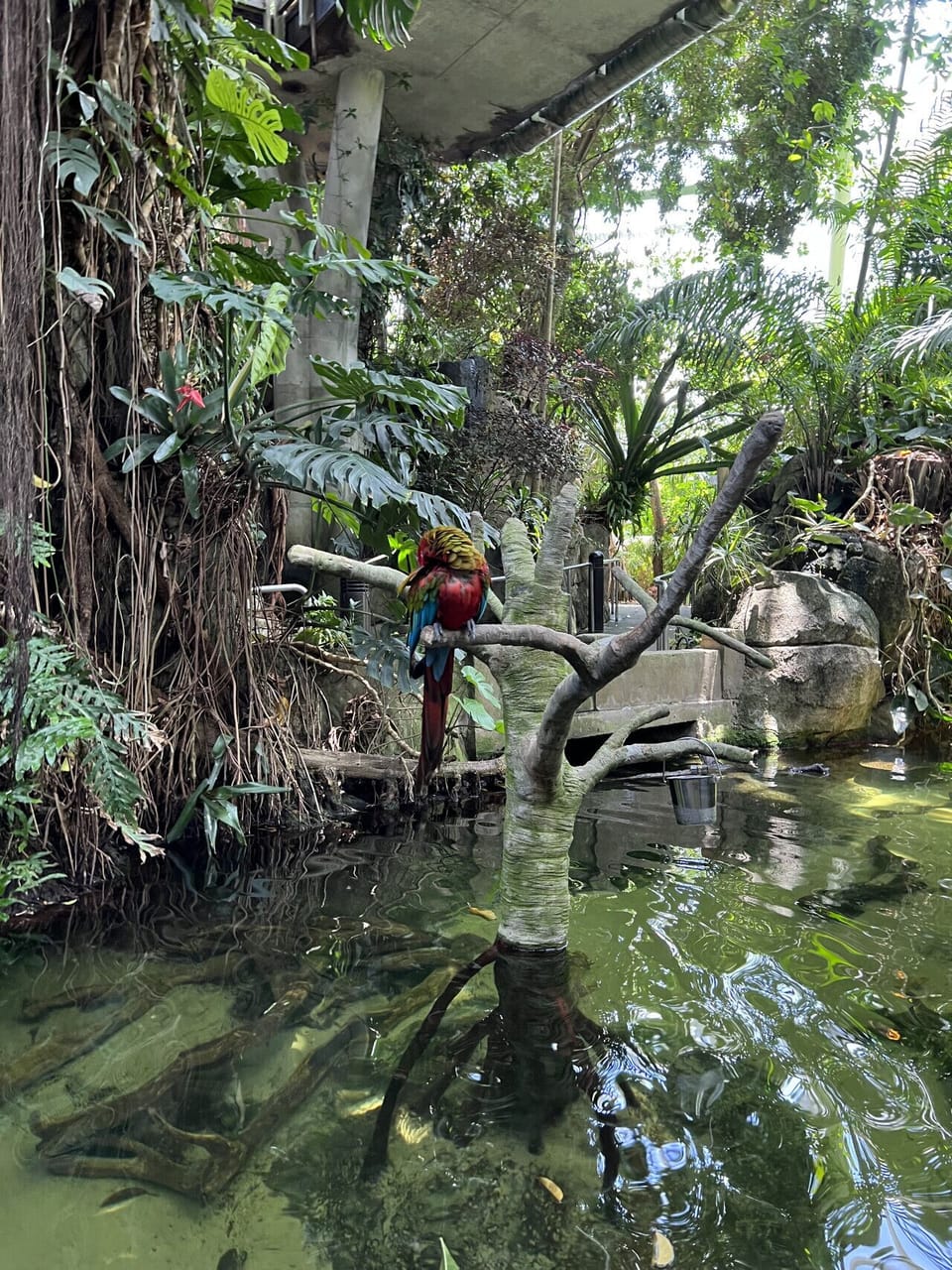 Discover vibrant birds at Moody Gardens, a must-visit near Casa del Mar Galveston