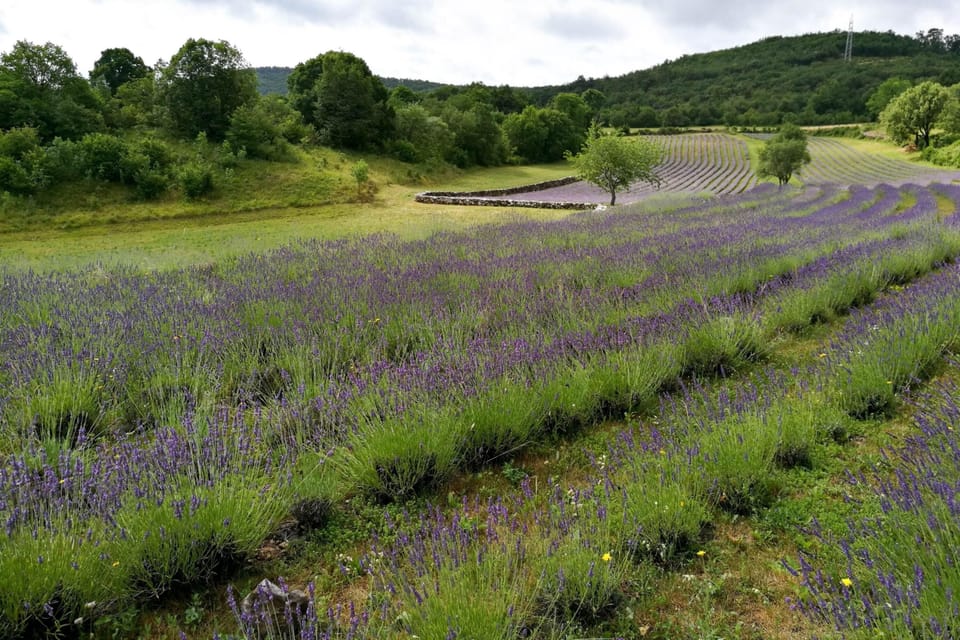 Lavender fields near Dutovlje