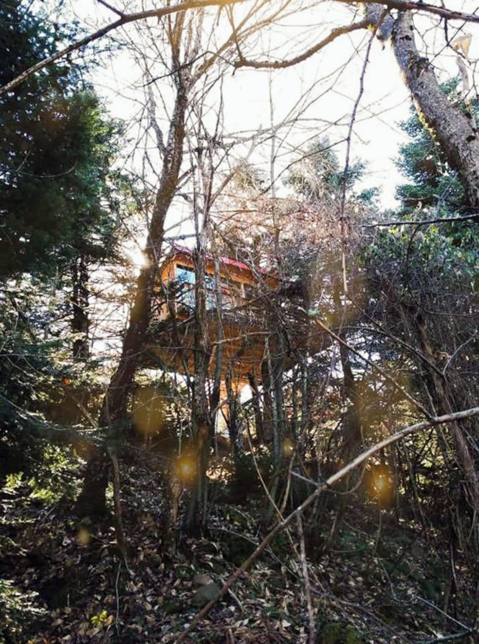 The perfect blend of comfort and nature, wooden treehouse hidden among tall pines.