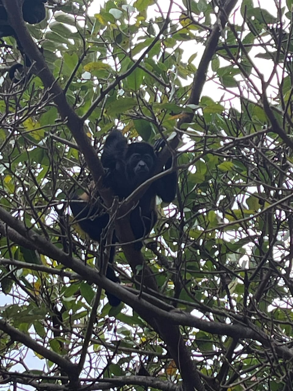 Monkeys on property