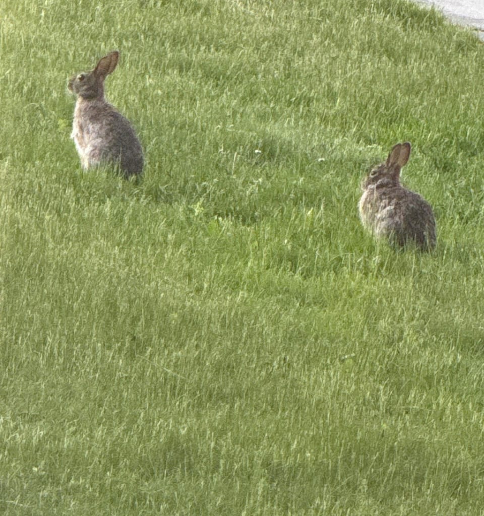 Back yard