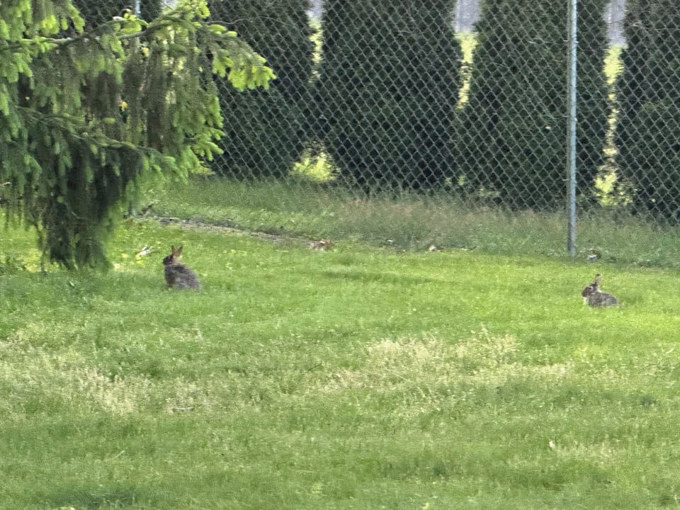 Back yard