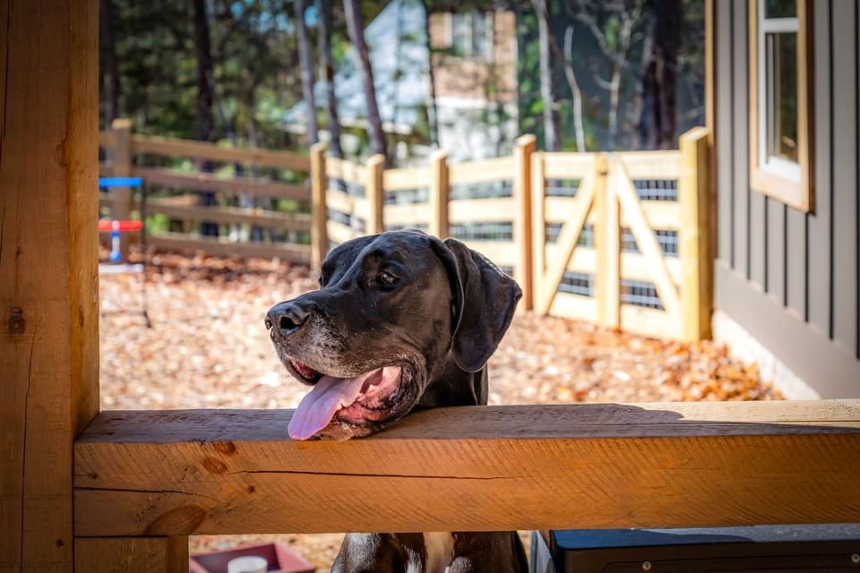 Fenced Yard: Dog Approved