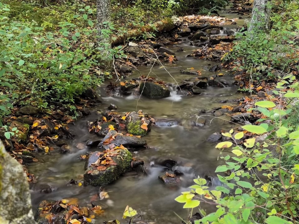 Several peaceful creeks near The Nook to play in or just listen to.