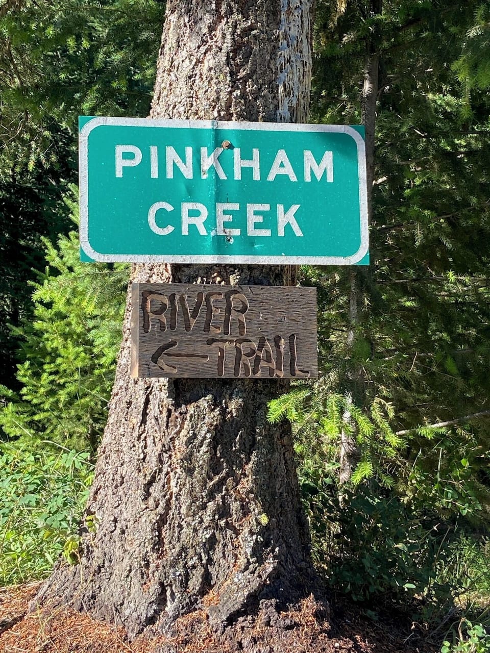 Follow the trail from the cabin down to the creek area below.