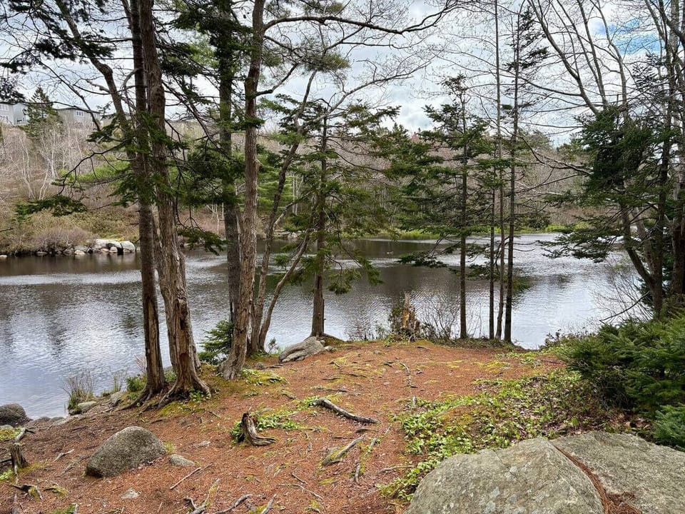 River in the nature trail behind the house