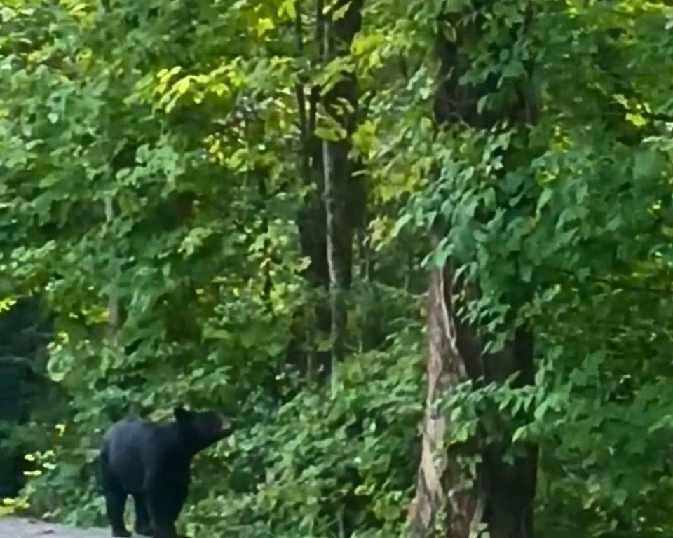 Catch a bear in the distance across the road — even from the porch, sightings like this are part of a stay here.