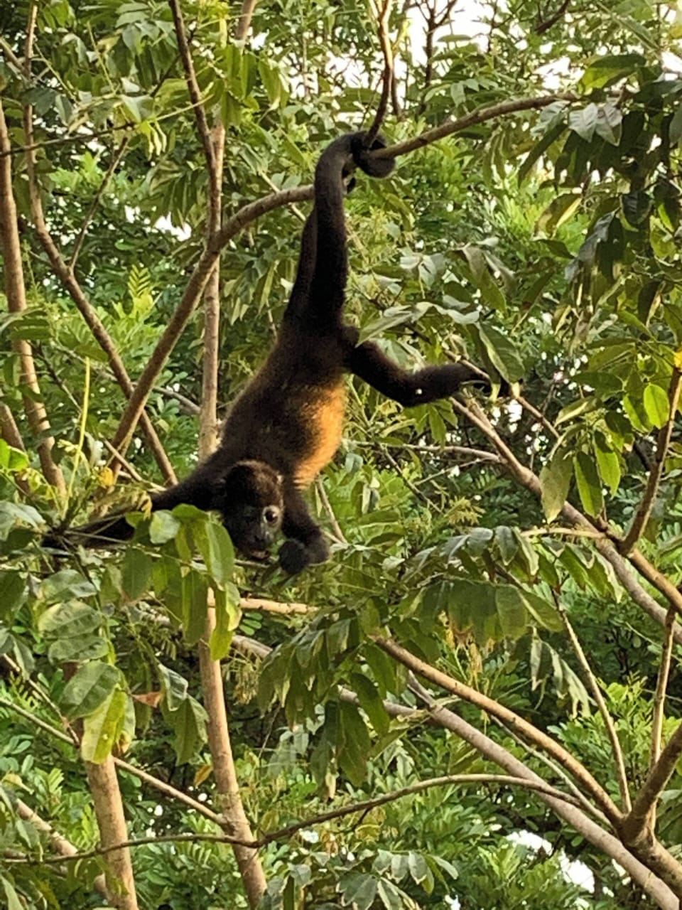 Singe congo a playa Hermosa