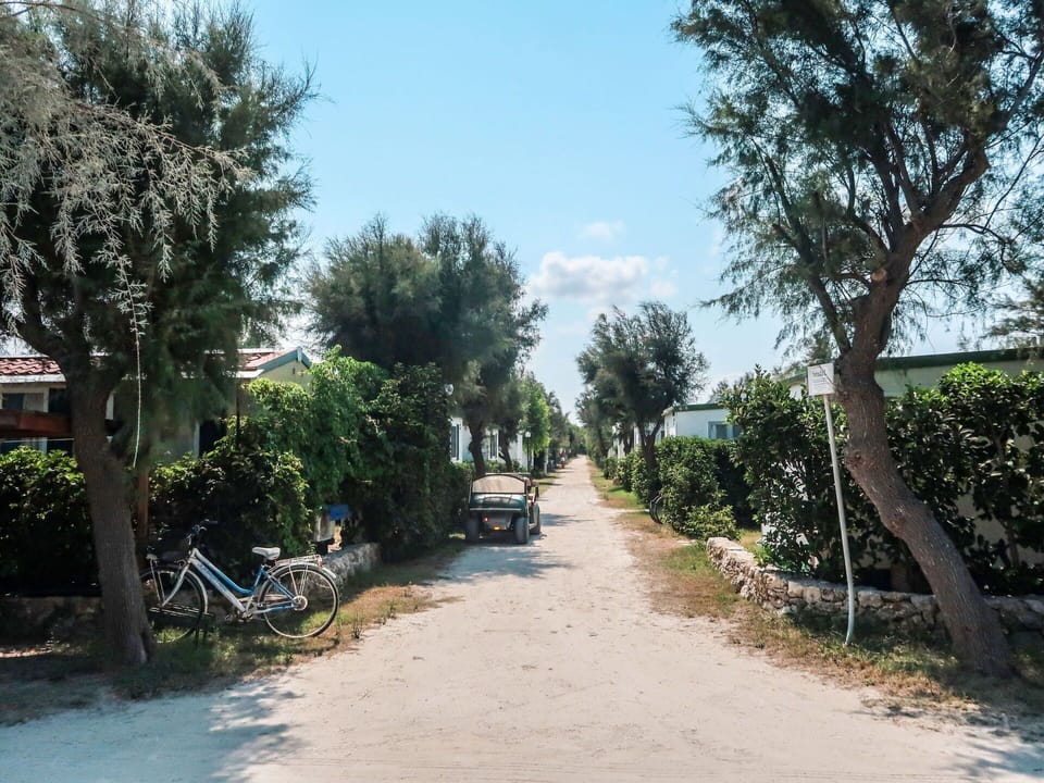 Shrub, Shade, Walkway, Trail