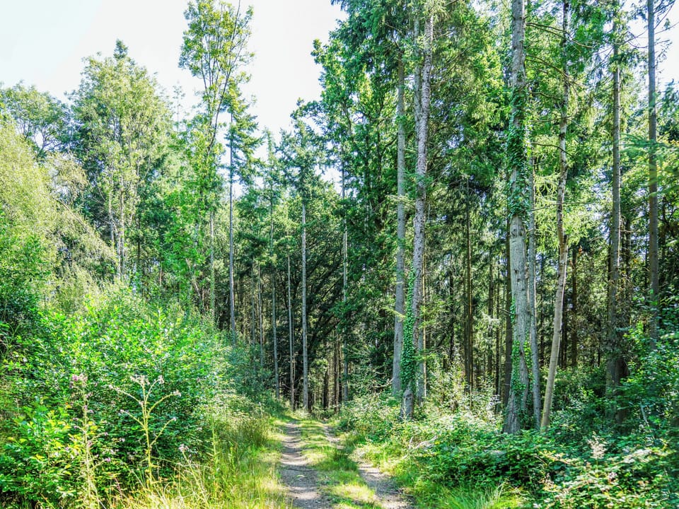 Surrounding area | Binneford Holiday Lodges - Foxglove Lodge - Binneford Holiday Lodges, Hittisleigh