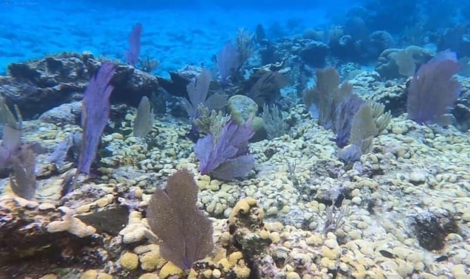 Quatro Vista snorkeling Sea Fan Coral View
