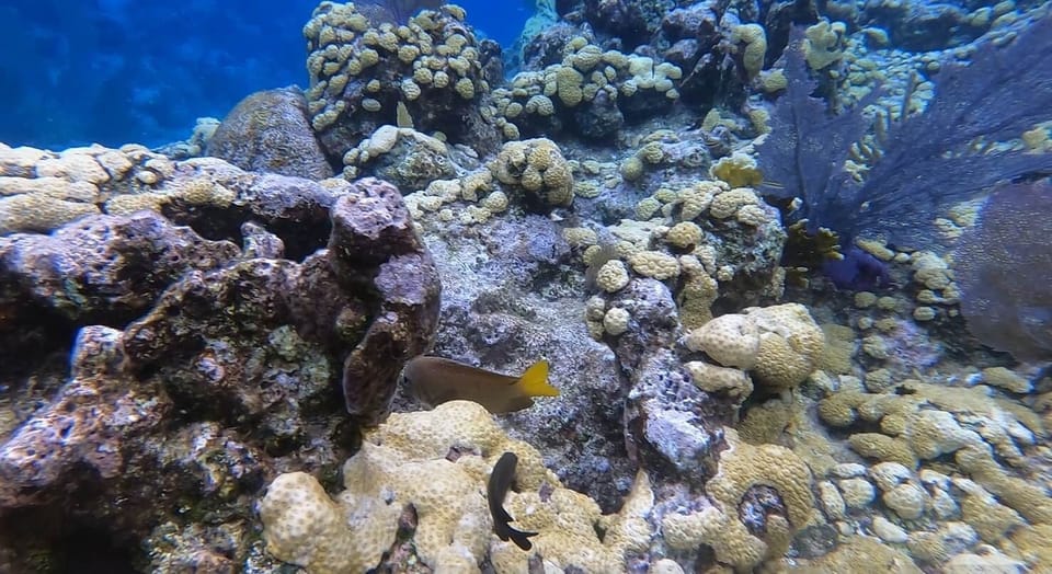 Quatro Vista Utila Caribbean Beach Vacation Rentals, walk in dive and snorkel, Reef View 1