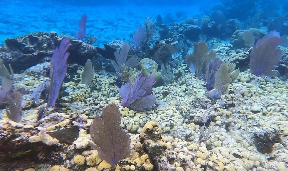 Quatro Vista Utila Caribbean Beach Vacation Rentals, walk in dive and snorkel, Reef View 2