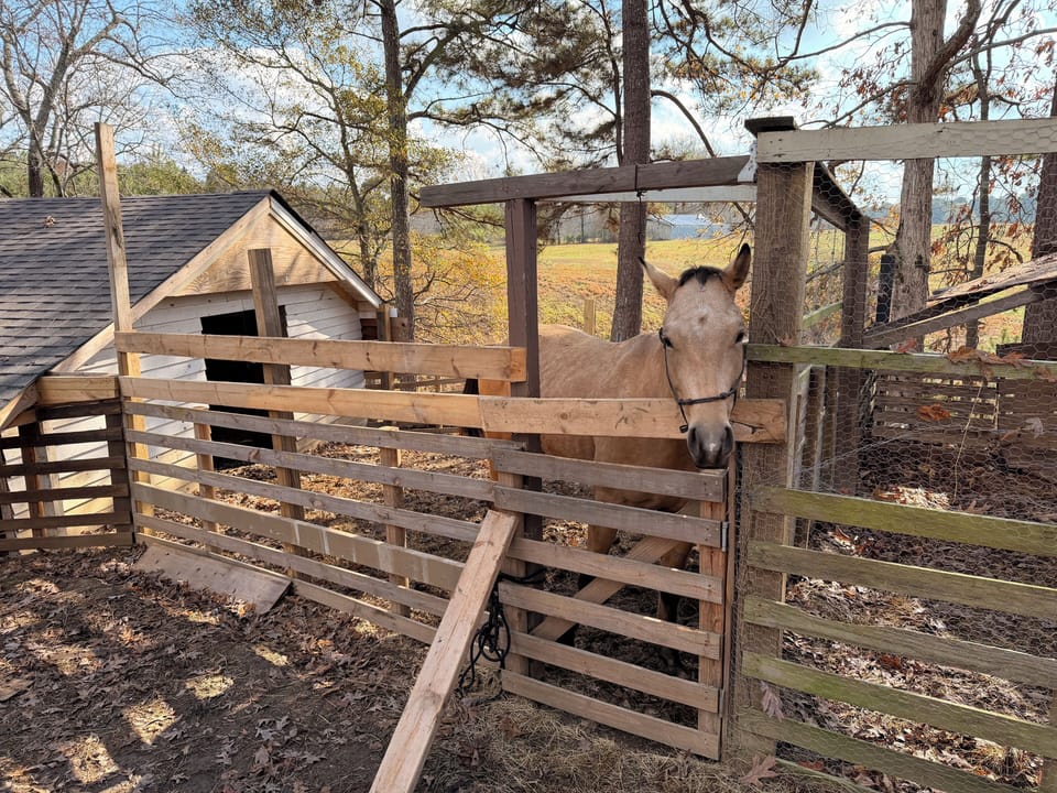 Enjoy a visit with our horse in the backyard ,a great experience for anyone.