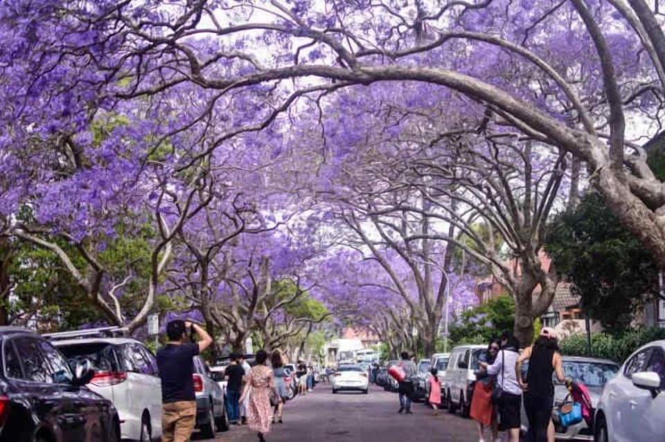 Our street in full bloom