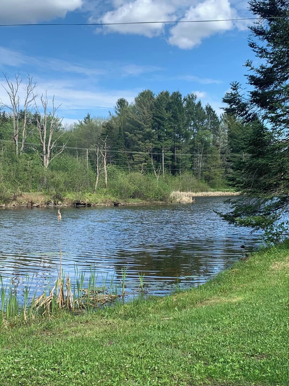 View of the pond from the cabin.