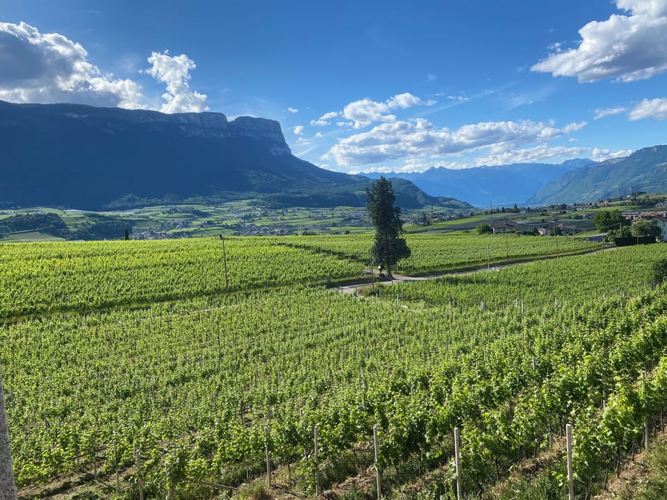 New vacation apartments in the middle of the vineyards Apartment in Trentino-South Tyrol