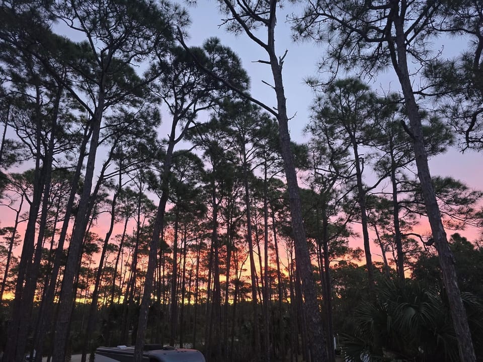 Sunset through the pines on St. George Island
