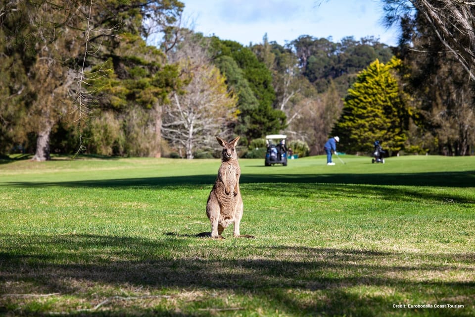 Golfing with kangaroos