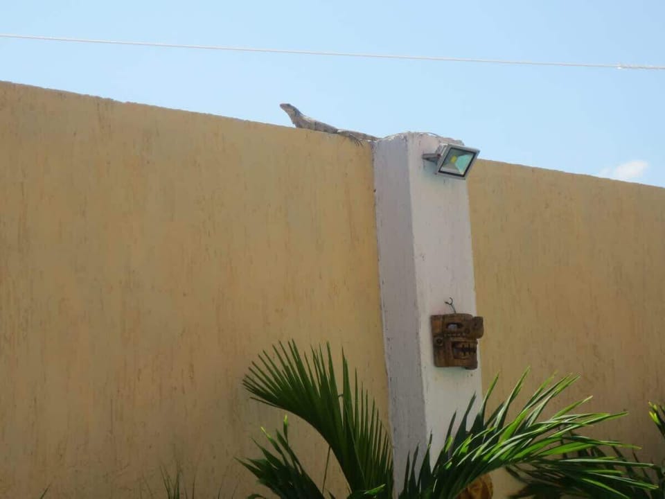 The hot summer hours of the day bring out a friendly visitor.