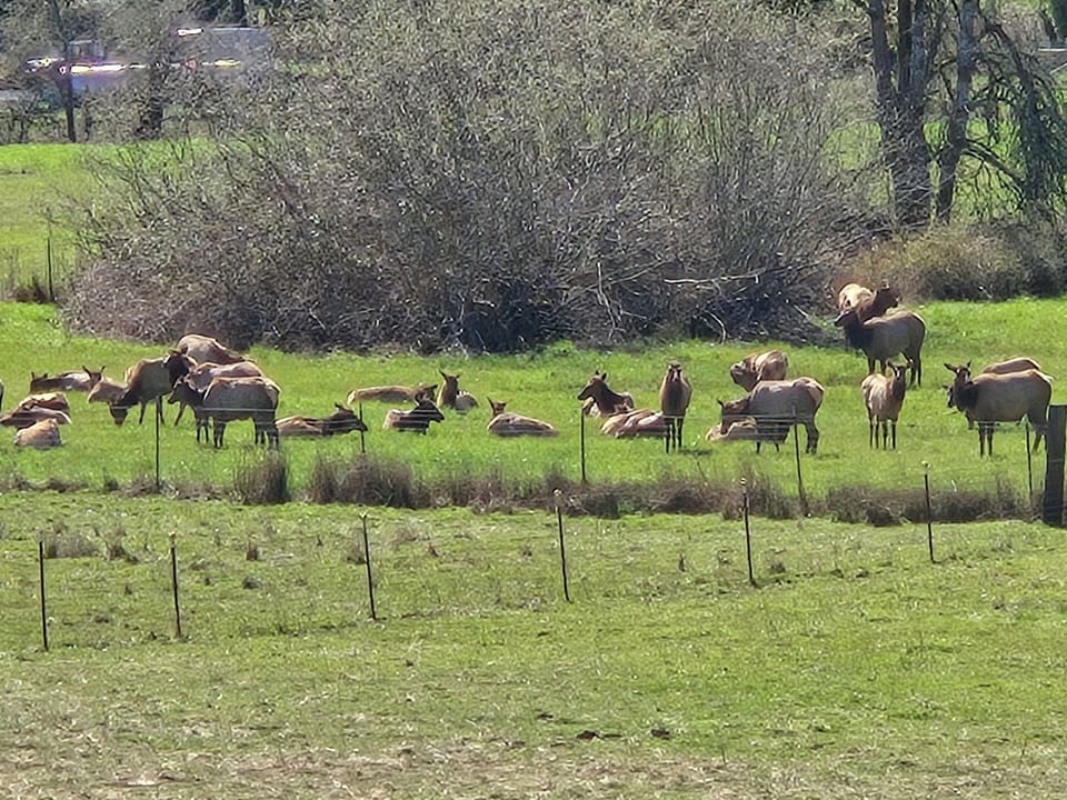 Elk grazing in the back yard area. They are often present in the winter months. 