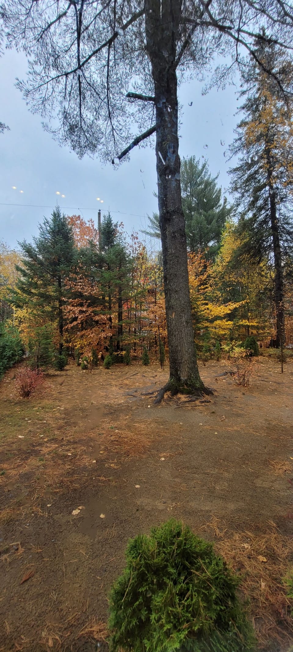 Miscellaneous