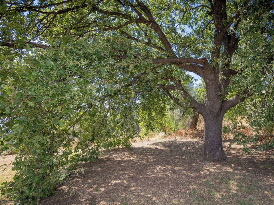 Leaf, Tree, Branch, Vegetation, Plant Community, Trunk, Shade, Nature Reserve, Woody Plant, Soil