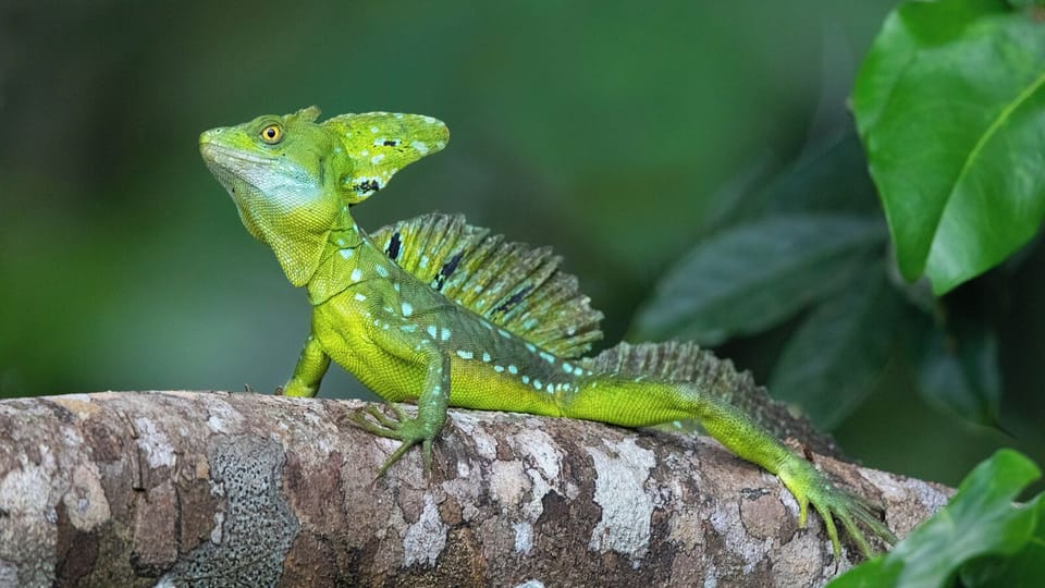 Home to the Basilisk "Jesus Lizard" that can walk on water!