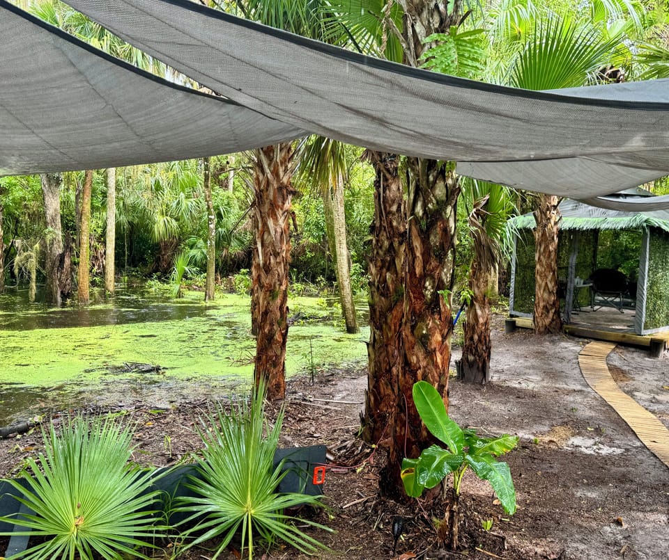 Pathway under shade to Glamzebo #2