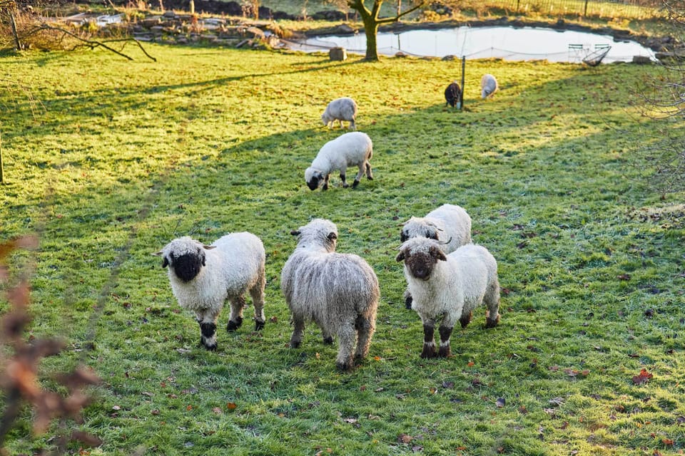 The Annex, Jedburgh - Host & Stay