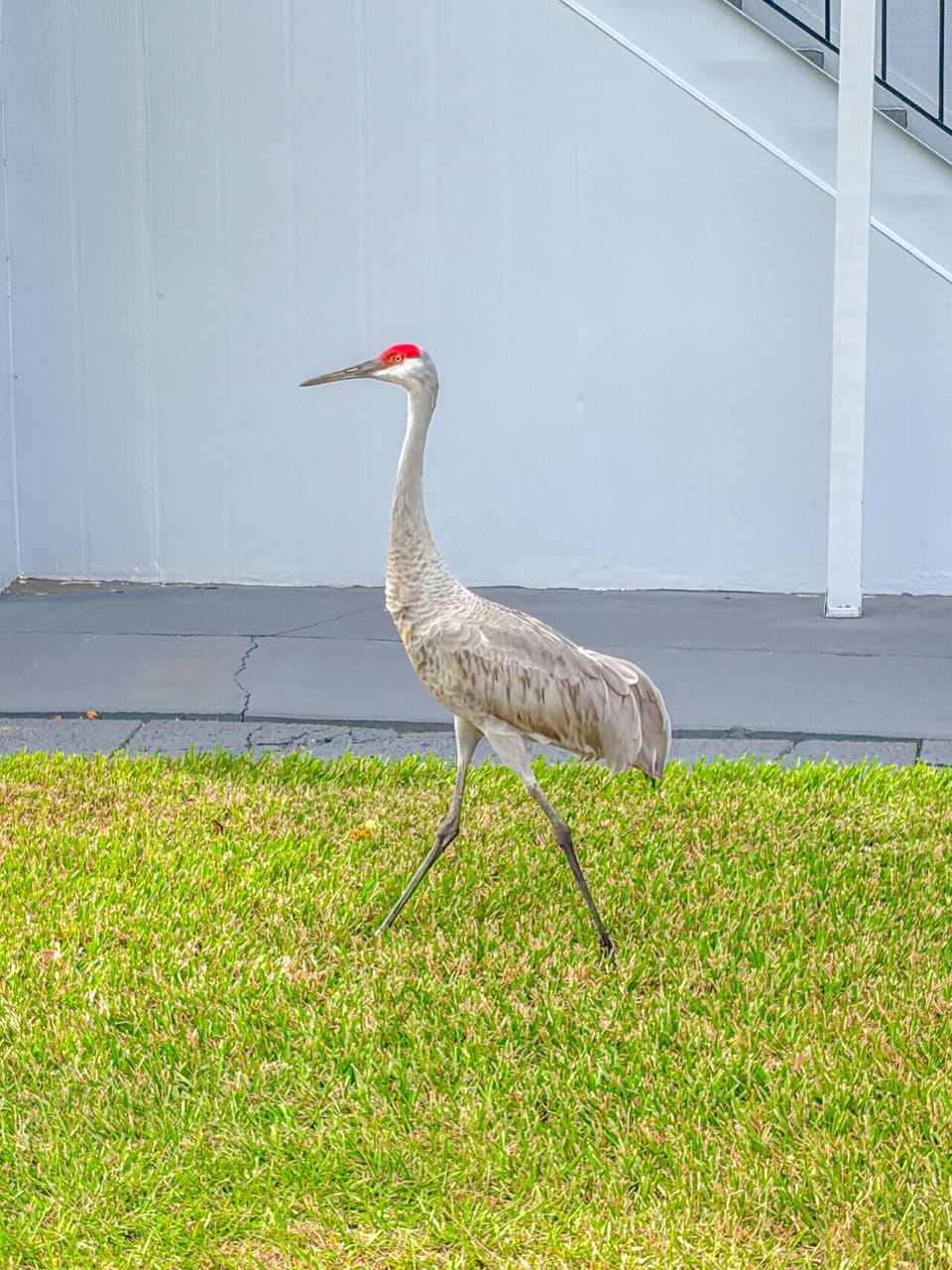Wildlife