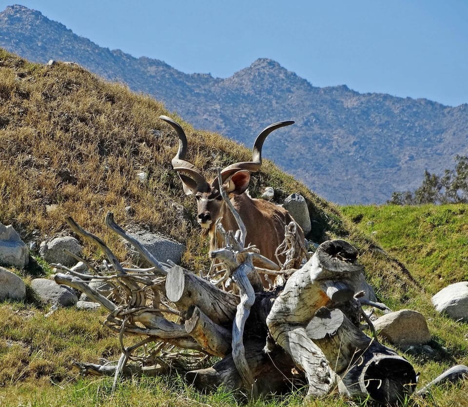Kudu Hiding, Living Desert 