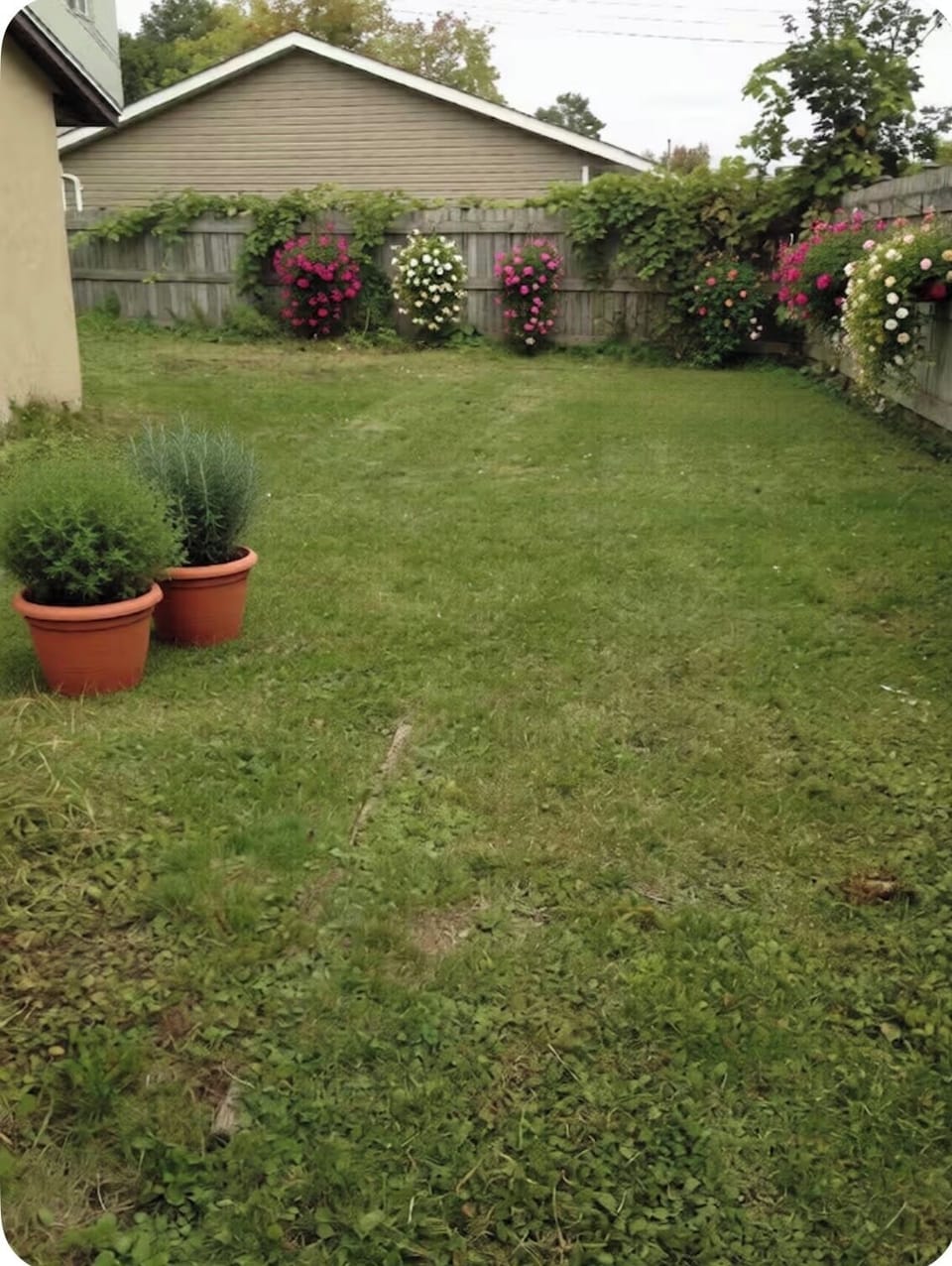 Backyard greenery