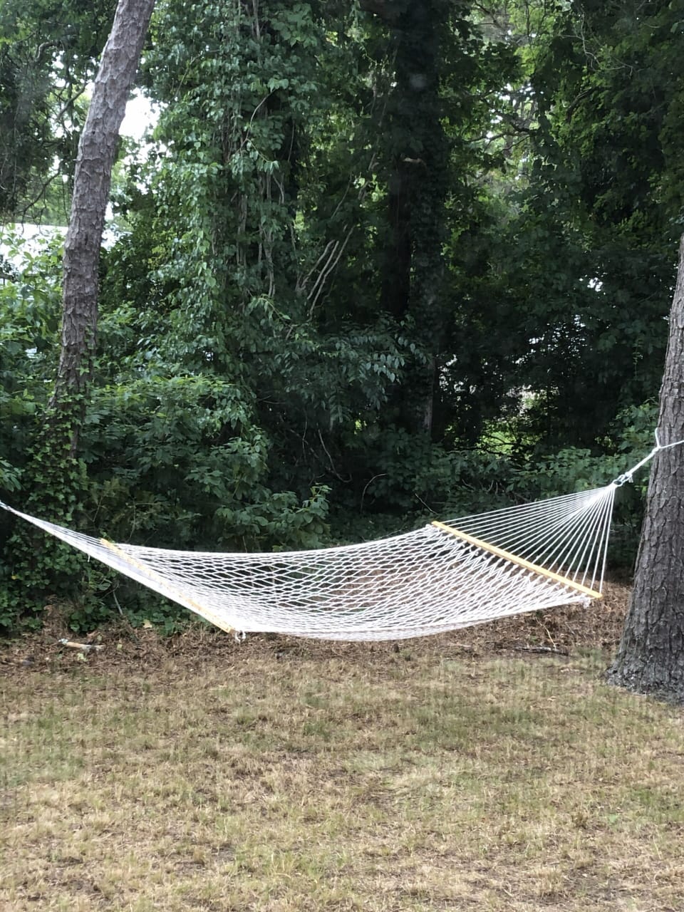 Backyard hammock for relaxing on a summer afternoon.