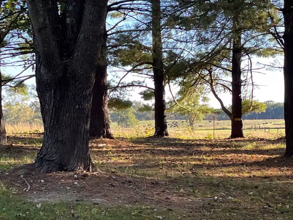 Bison in the distance