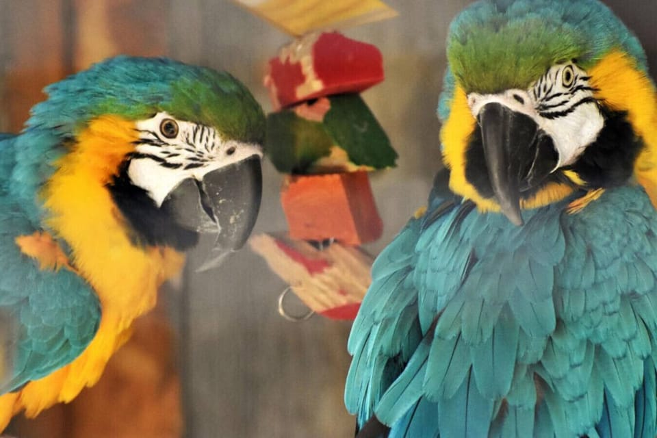 Get ready to swap your slippers for adventure shoes—15 minutes to the NEW Zoo & Adventure Park, where the animals are the real stars!