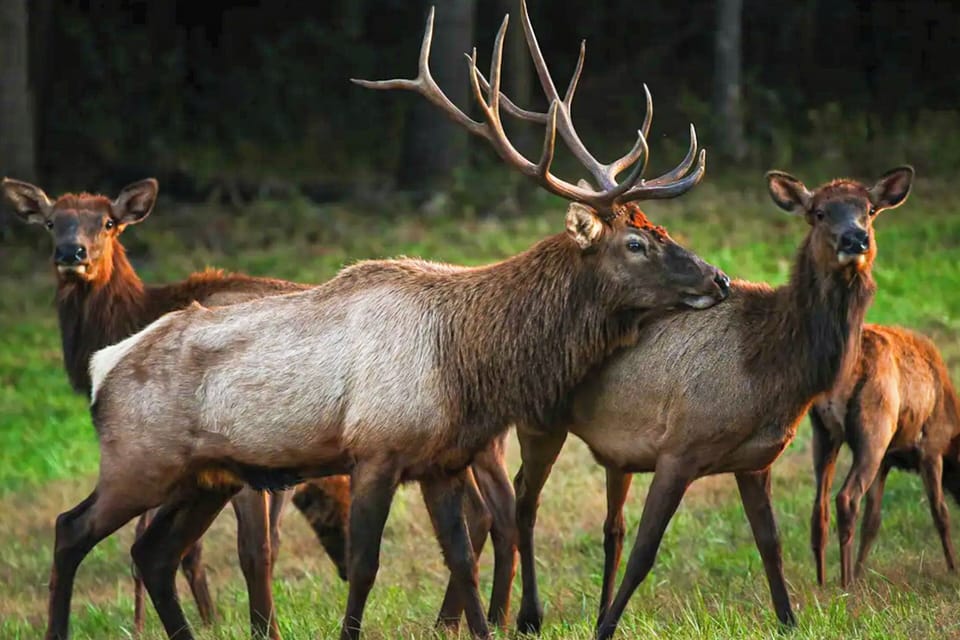 On-Site Wildlife