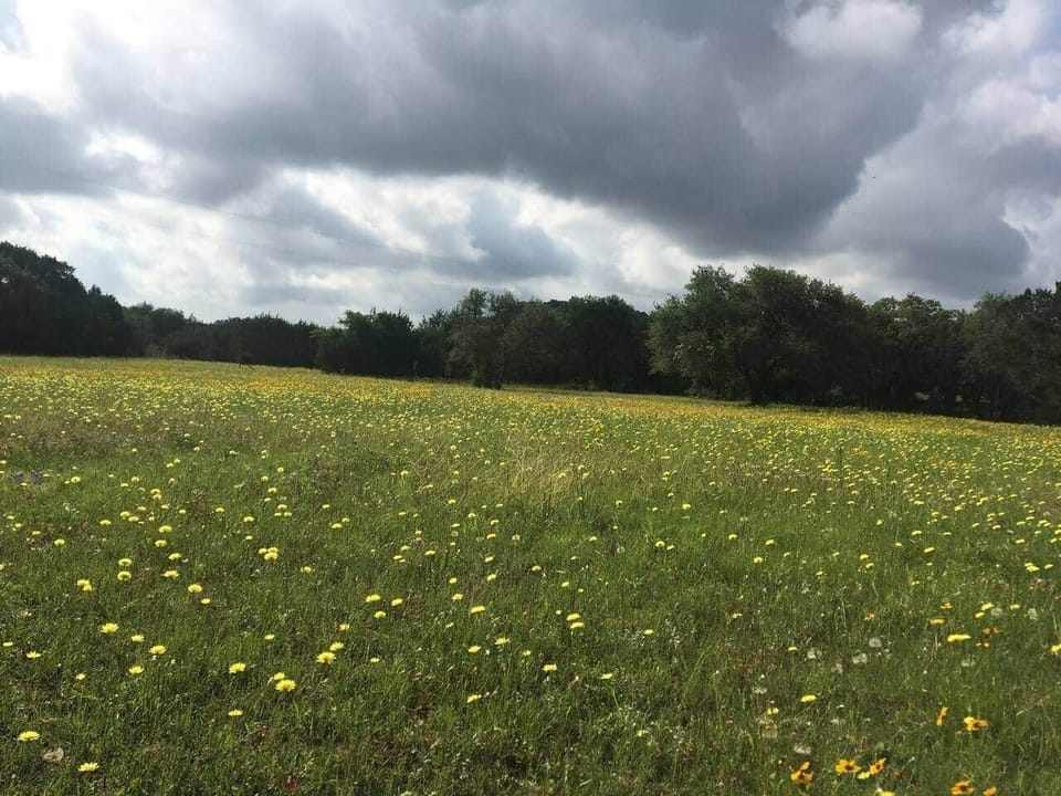 More spring wildflowers in the pasture.