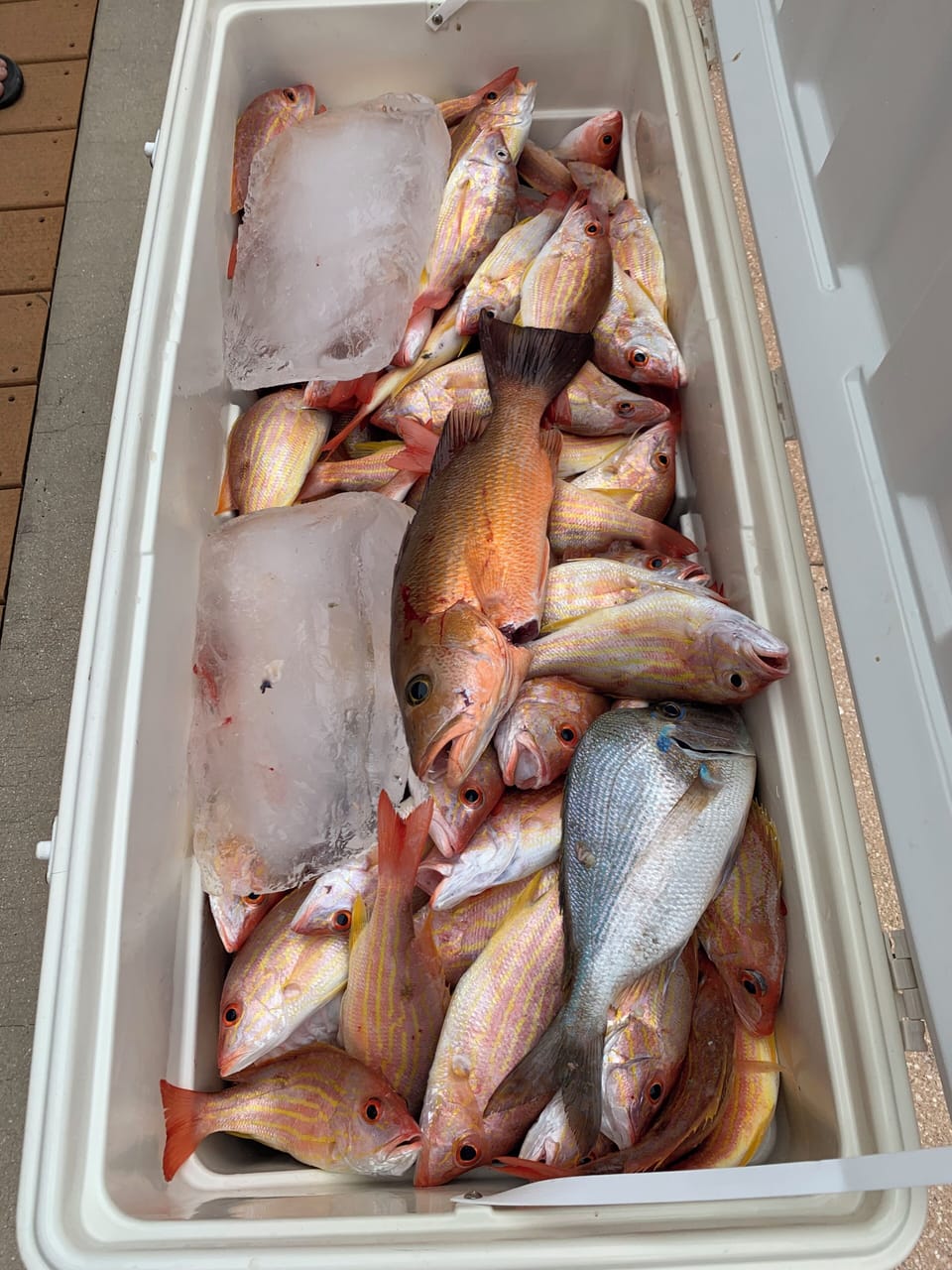 Cooler packed with tasty Pine Island fish, fresh on ice after a successful catch