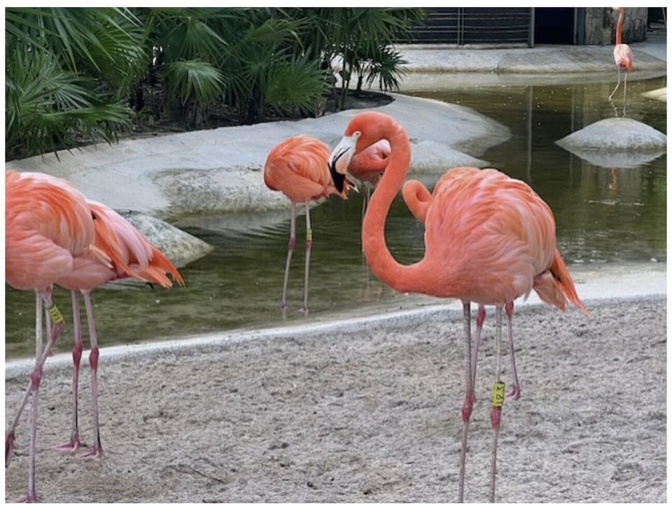 Resident Flamingos