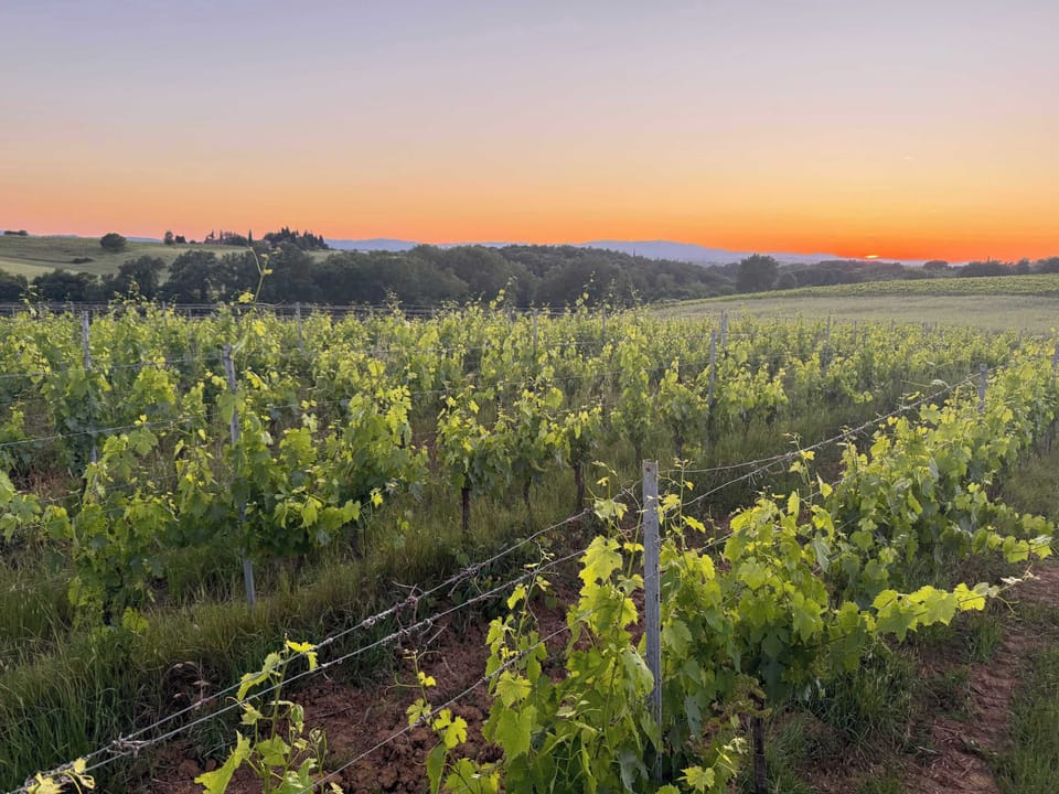 Vineyards at Sunset