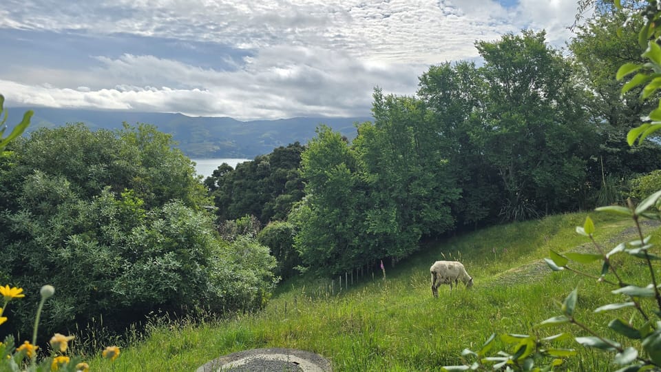 Stanley Park Reserve - view from the garden