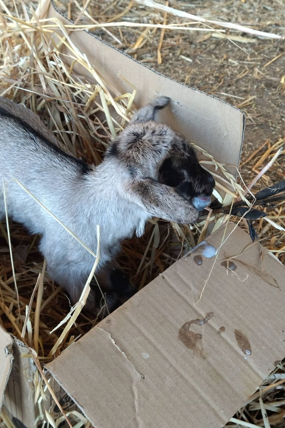 Miscellaneous