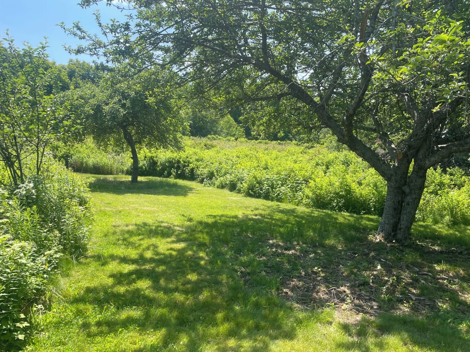 Apple trees and blackberry & raspberries