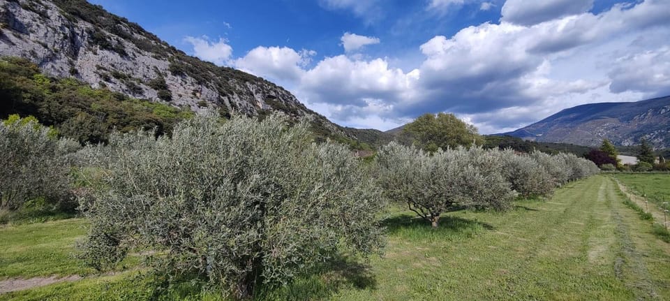 Notre champ d'oliviers