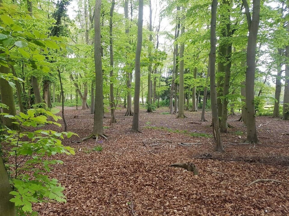 Woods