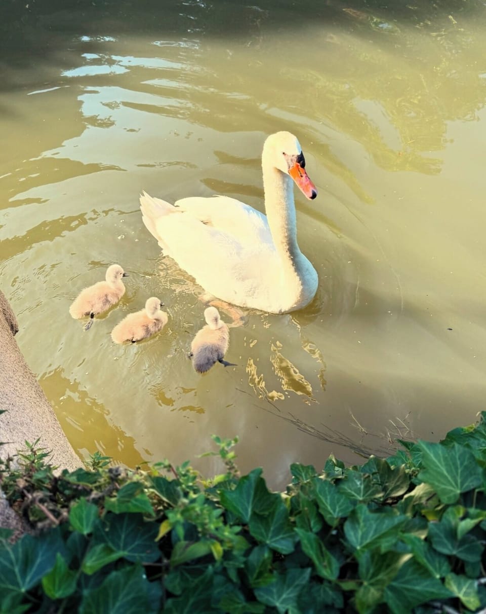 Miscellaneous