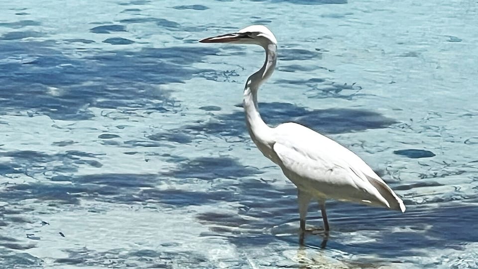 Egret at Beach