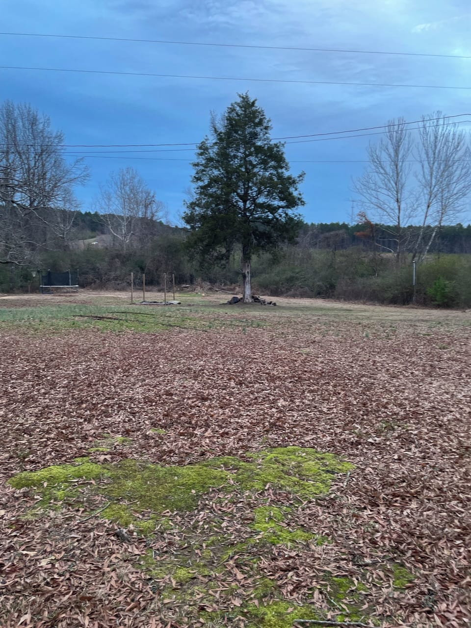 Back yard 
